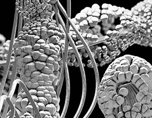 4% Natural Cholesterol